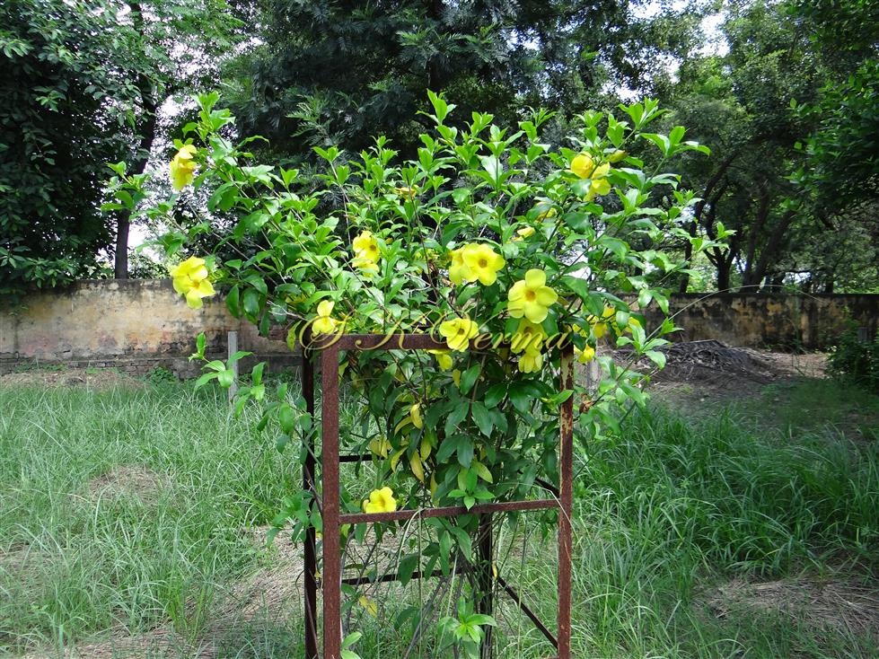  Plant